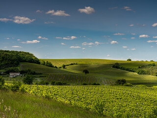 Vallée de vignes dans le cognac