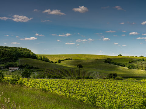 Vall&eacute;e de vignes dans le cognac