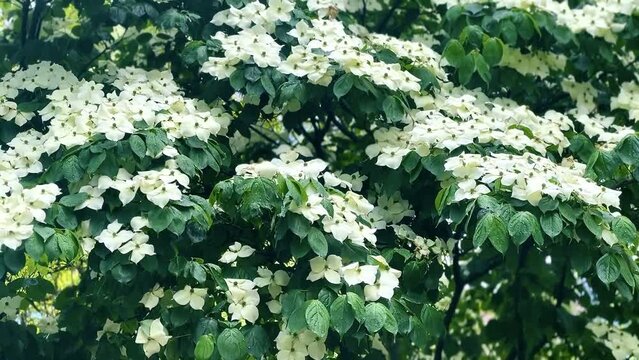 handheld shot of Cornus kousa tree under rain closeup 