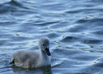 Baby swans swim together on the lake in nature
