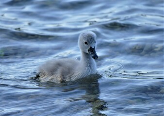 Baby swans swim together on the lake in nature
