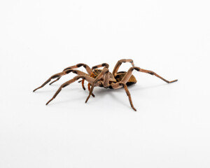 Wolf Spider Lycosidae