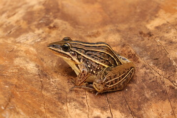 Rã do Rio Grande do Sul