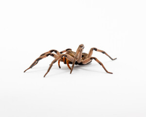 Wolf Spider Lycosidae