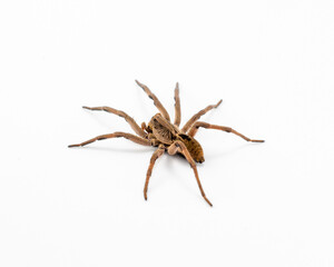 Wolf Spider Lycosidae