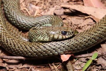 Cobra-cipó