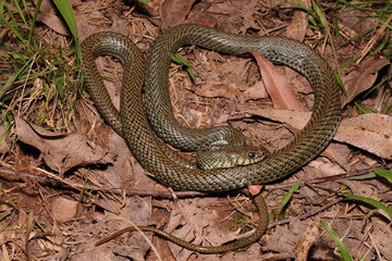 Cobra-cipó