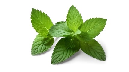 Naklejka na ściany i meble Fresh mint leaves isolated on white background. With clipping path. Transparent background and natural transparent shadow Ingredient, spice for cooking