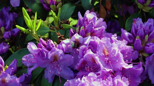A bumblebee full of pollen flies from flower to flower on a rhododendron bush