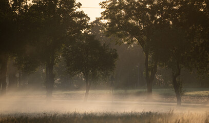 Fototapeta na wymiar Fog over the meadow. Summer morning, picturesque rural landscape.
