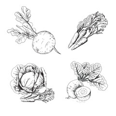 Vegetables set. Line graphic. Handdrawn vector illustration on white background