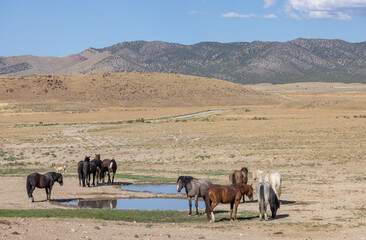 Wild Horses at a Waterhole in the Utah Desert in Summer