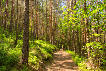 Waldweg im Val de Villé in den Vogesen