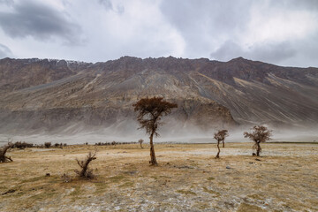 Fototapeta na wymiar a tree in the middle of the desert,Hunder Sand Dunes of Nubra Valley in Leh Ladakh, India, 