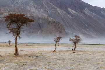 a tree in the middle of the desert,Hunder Sand Dunes of Nubra Valley in Leh Ladakh, India,
