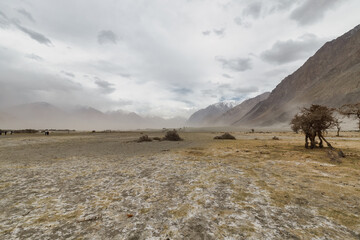 a tree in the middle of the desert,Hunder Sand Dunes of Nubra Valley in Leh Ladakh, India,
