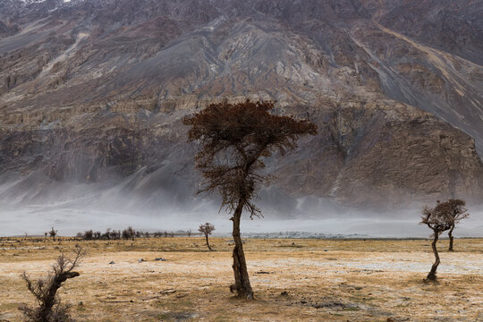 a tree in the middle of the desert,Hunder Sand Dunes of Nubra Valley in Leh Ladakh, India,
