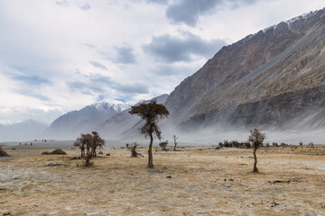a tree in the middle of the desert,Hunder Sand Dunes of Nubra Valley in Leh Ladakh, India,
