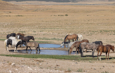 Wild Horses at a Waterhole in the Utah Desert in Summer