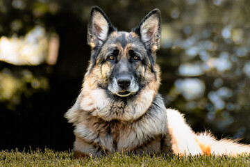 German Shepherd Dog Pure Breed Police Guard Canine At Rest Laying in the Grass