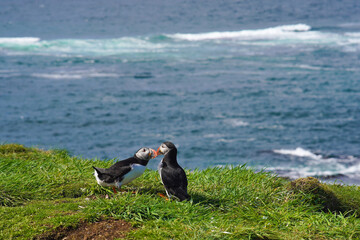 Atlantic puffins on the isle of Lunga in Scotland. The puffins breed on Lunga, a small island of the coast of Mull.