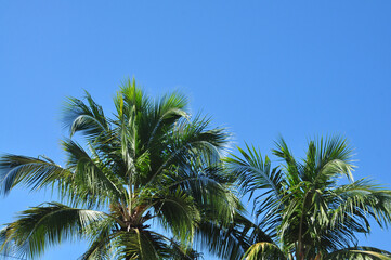 paisagem tropical palma e céu azul
