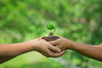 hands holding light bulbs and small trees planted grows on the pile coin stack. energy saving and...