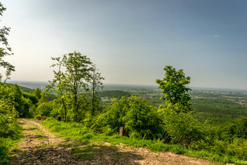 Tourist path leading through the forest.