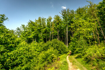 Fototapeta na wymiar Tourist path leading through the forest.