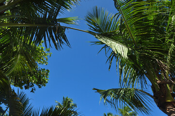 palma tropical e céu azul 