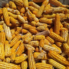 Dry corn must be grated