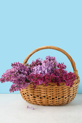 Fototapeta na wymiar Wicker basket with aromatic lilac flowers on table against color background