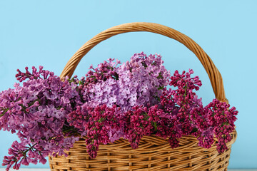 Fototapeta na wymiar Basket with aromatic lilac flowers on color background, closeup