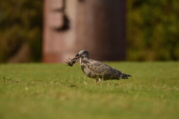 Seagull with a lobster meal