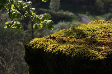 mousse et vielles pierres