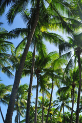 Fototapeta premium paisagem tropical com palmas 