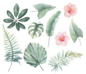 Watercolor tropic set on white background. Hand drawn isolated  illustration