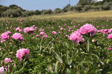 Obraz premium champ de pivoine