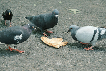 Pigeons eating a piece of pizza, Tompkins Square Park, Manhattan, New York