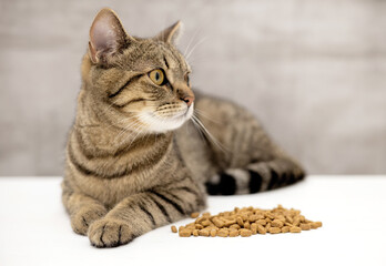 adorable female tabby cat kitty sitting proud with dry food isolated on beige or gray.beautiful domestic pet posing for advertising for cats food.angry hyngry animal,half closed eyes,eating close up - obrazy, fototapety, plakaty