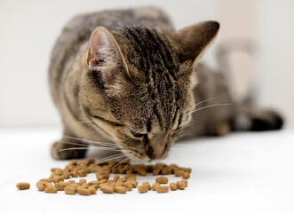 adorable female tabby cat kitty sitting proud with dry food isolated on beige or gray.beautiful...