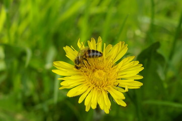 bee on dandelion