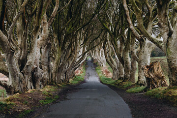 View of Dark Hedges, Northern Ireland. A touristic forest road. The trees along the road form an...