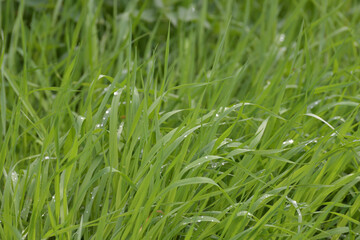 Obraz premium Couch grass leaves in water drops after rain