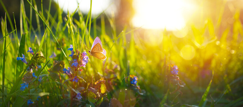 Sunny summer nature background with fly butterfly and blue wild flowers in grass with sunlight and bokeh. Outdoor nature