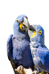 couple of blue and yellow parrots , kisses . isolated on transparent background .
