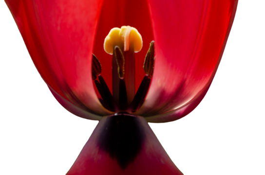 close up of the pistil of red tulip flower isolated on transparent background