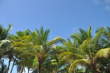 palma tropical com céu azul 