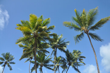 Obraz na płótnie Canvas palma tropical em fundo de céu azul 