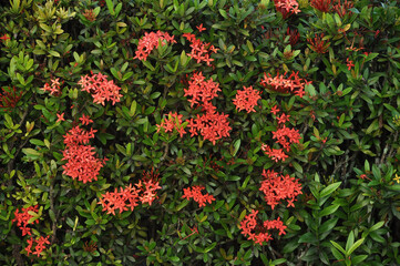flores 